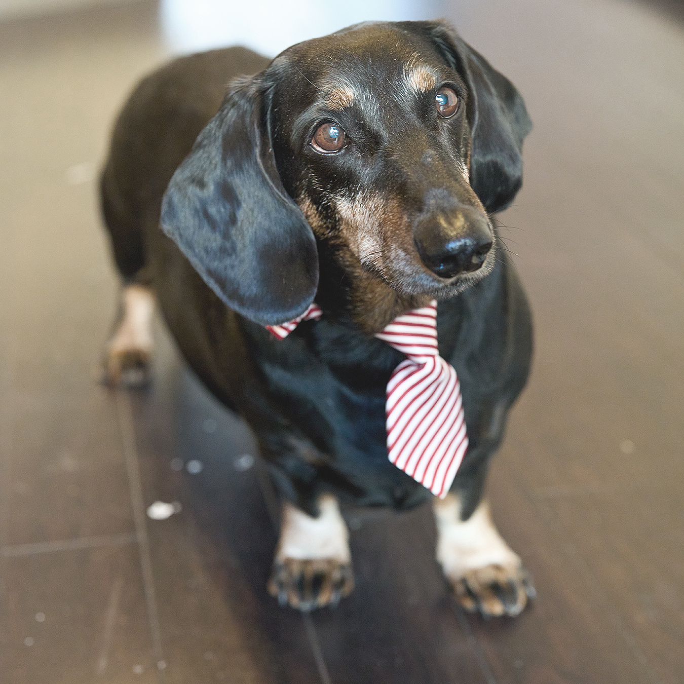 galerie-home-herr-balu